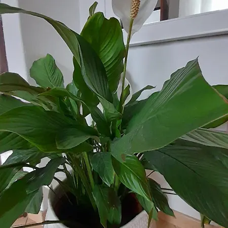 Guest house Pokoje Goscinne, Jas I Malgosia 3*